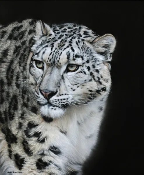 Gary Stinton, Snow Leopard