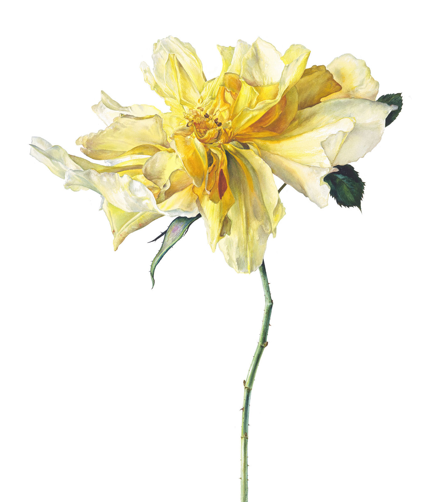 Rosie Sanders, Here comes the sun