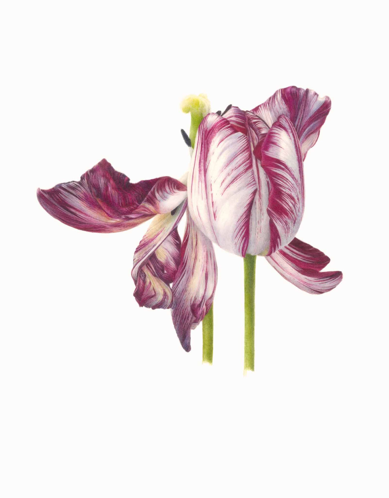 Fiona Strickland, Tulipa ‘Mabel’ (English Florists' Tulip)