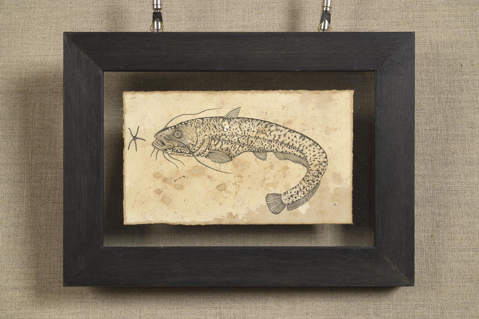 Andrea Collesano, Torpedo, 2018