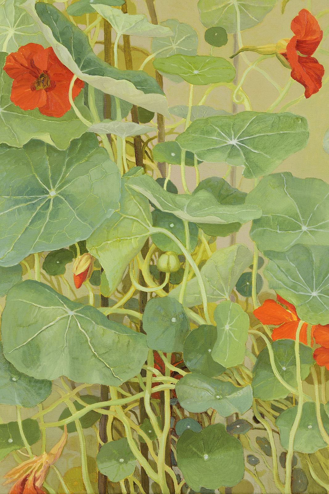 Jane Wormell, Nasturtiums, 2020