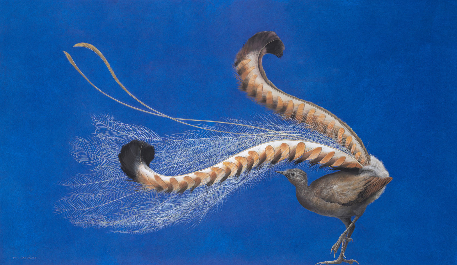 Tim Hayward, Display