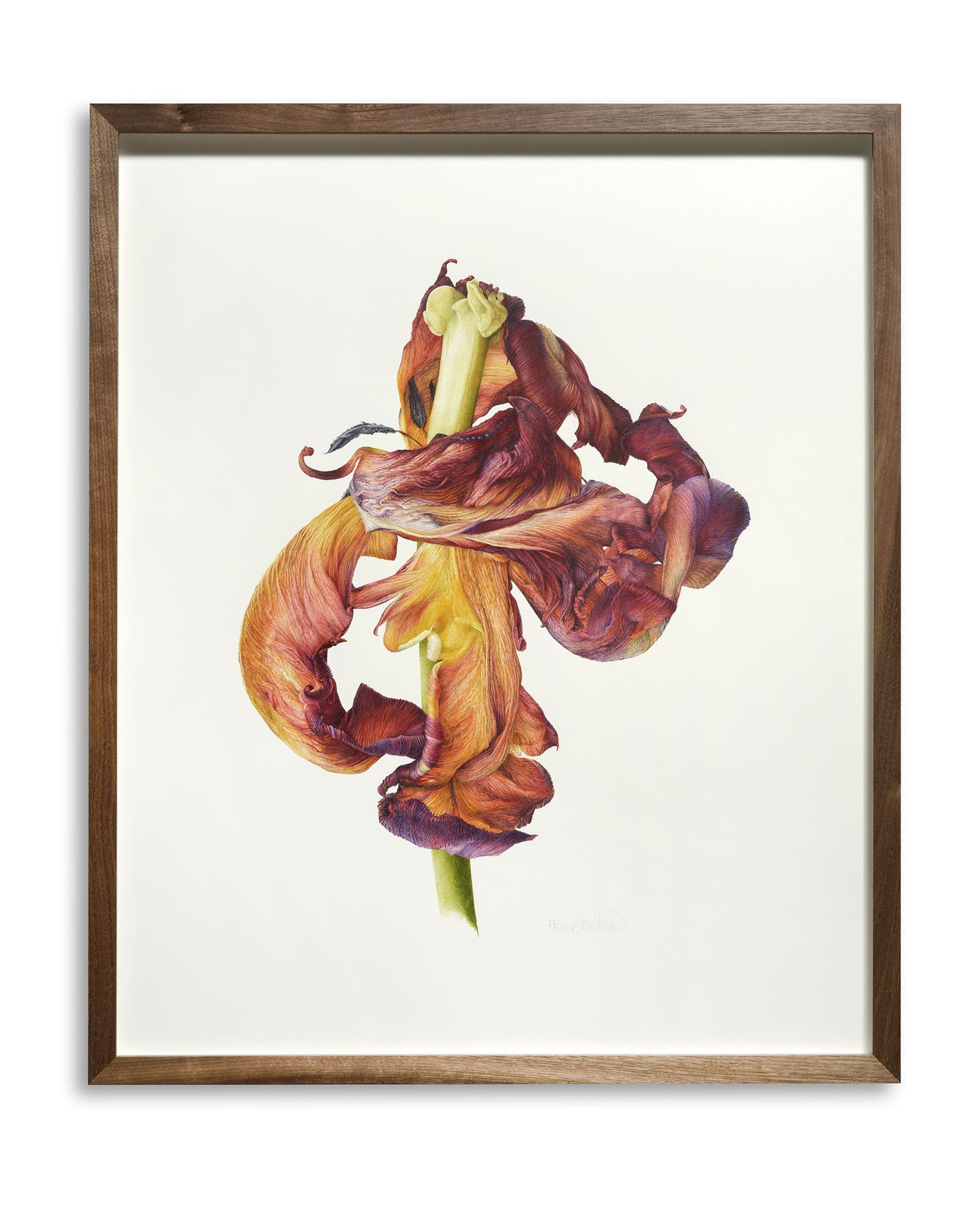 Fiona Strickland, Rococo (Tulipa ‘Rococo’)