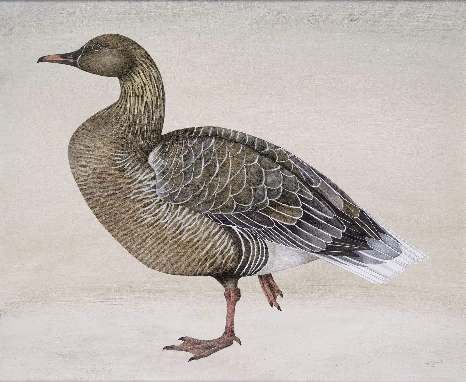 Harriet Bane, Pink Footed Goose
