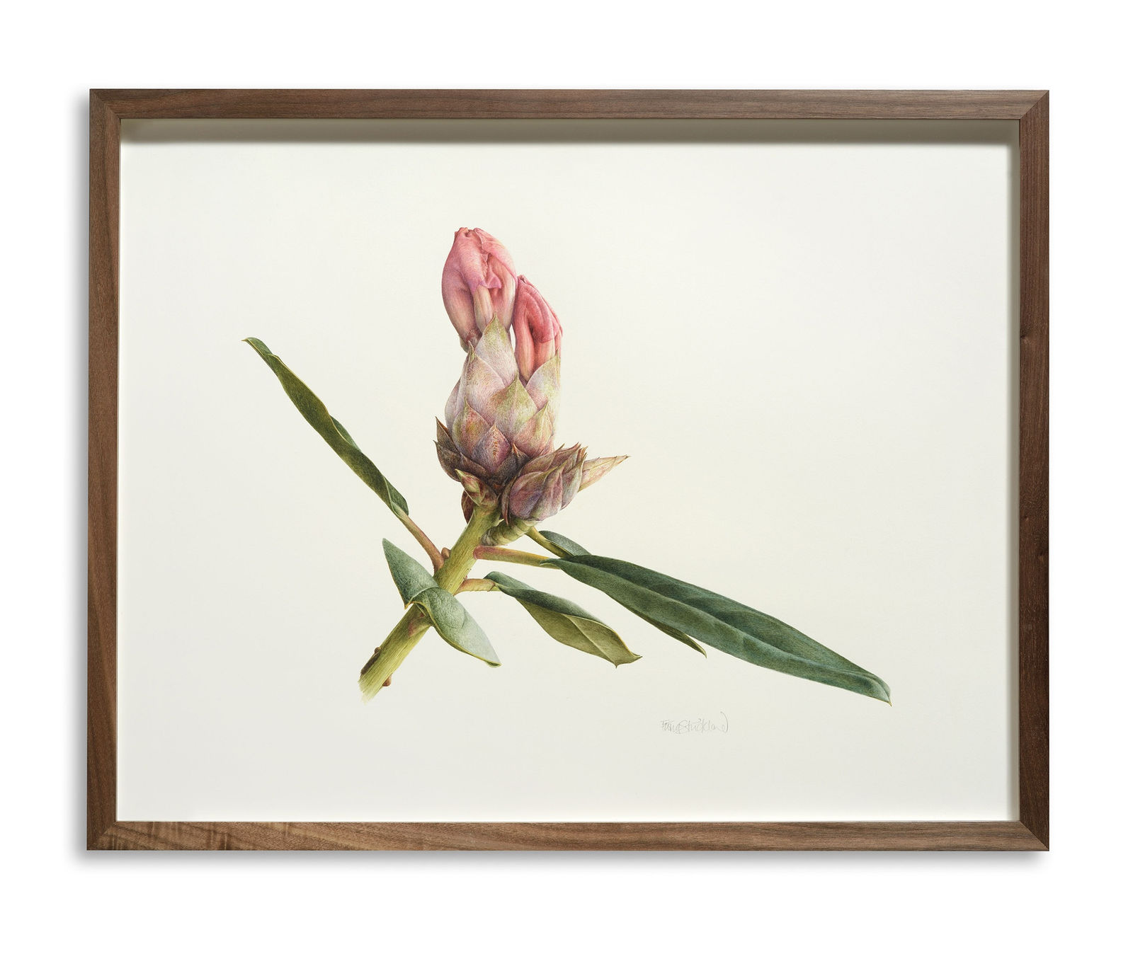 Fiona Strickland, Rhododendron ‘Horizon Monarch’