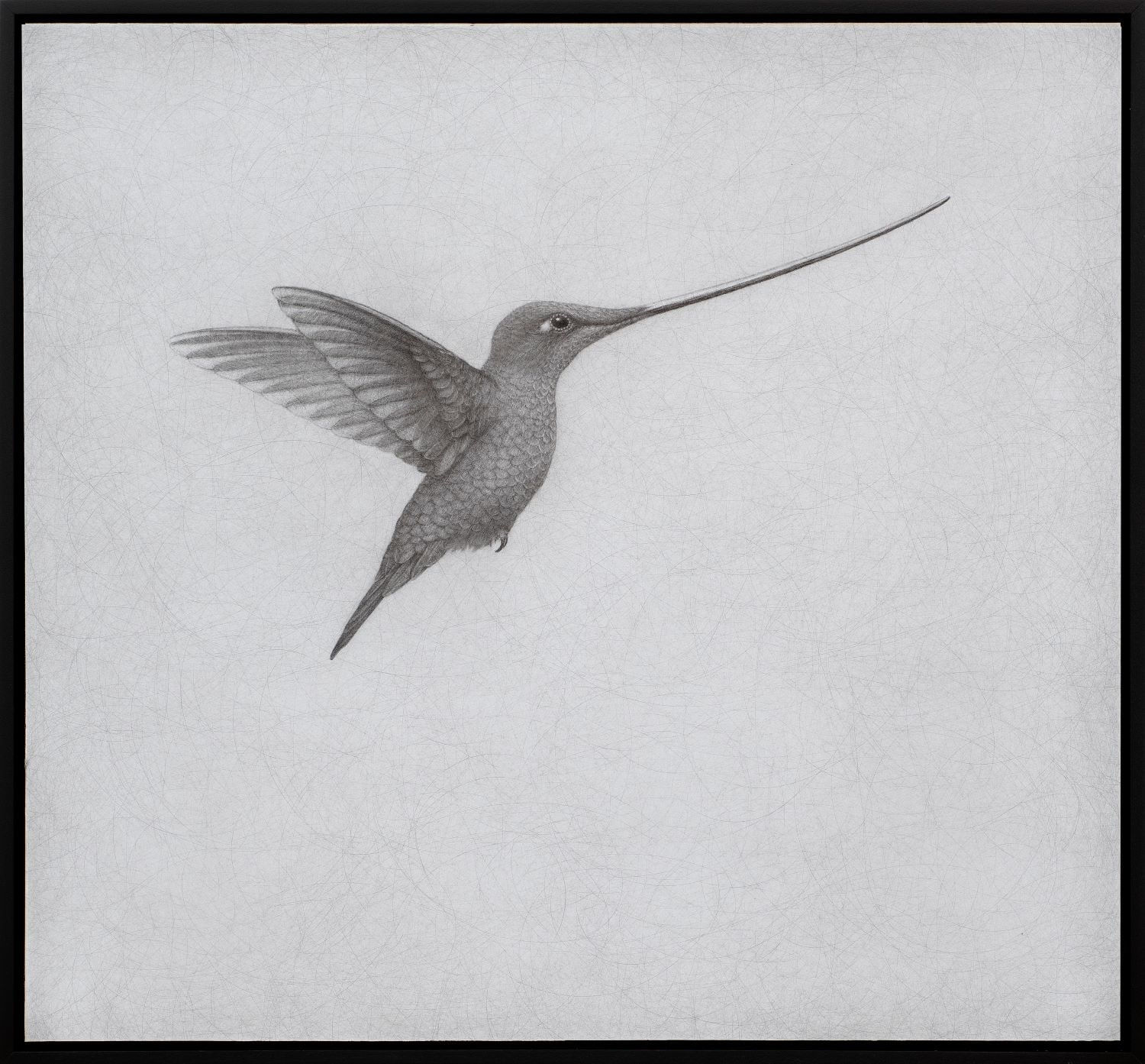 Lee Andre, Sword-billed Hummingbird , 2024