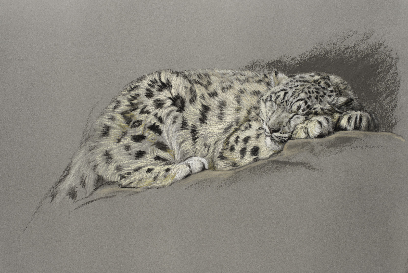 Gary Stinton, Study of Sleeping Snow Leopard