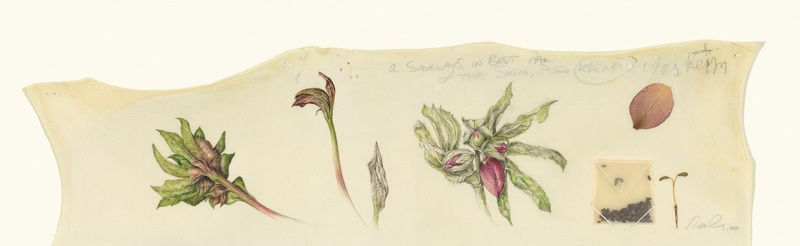 Kate Nessler, Hellebore