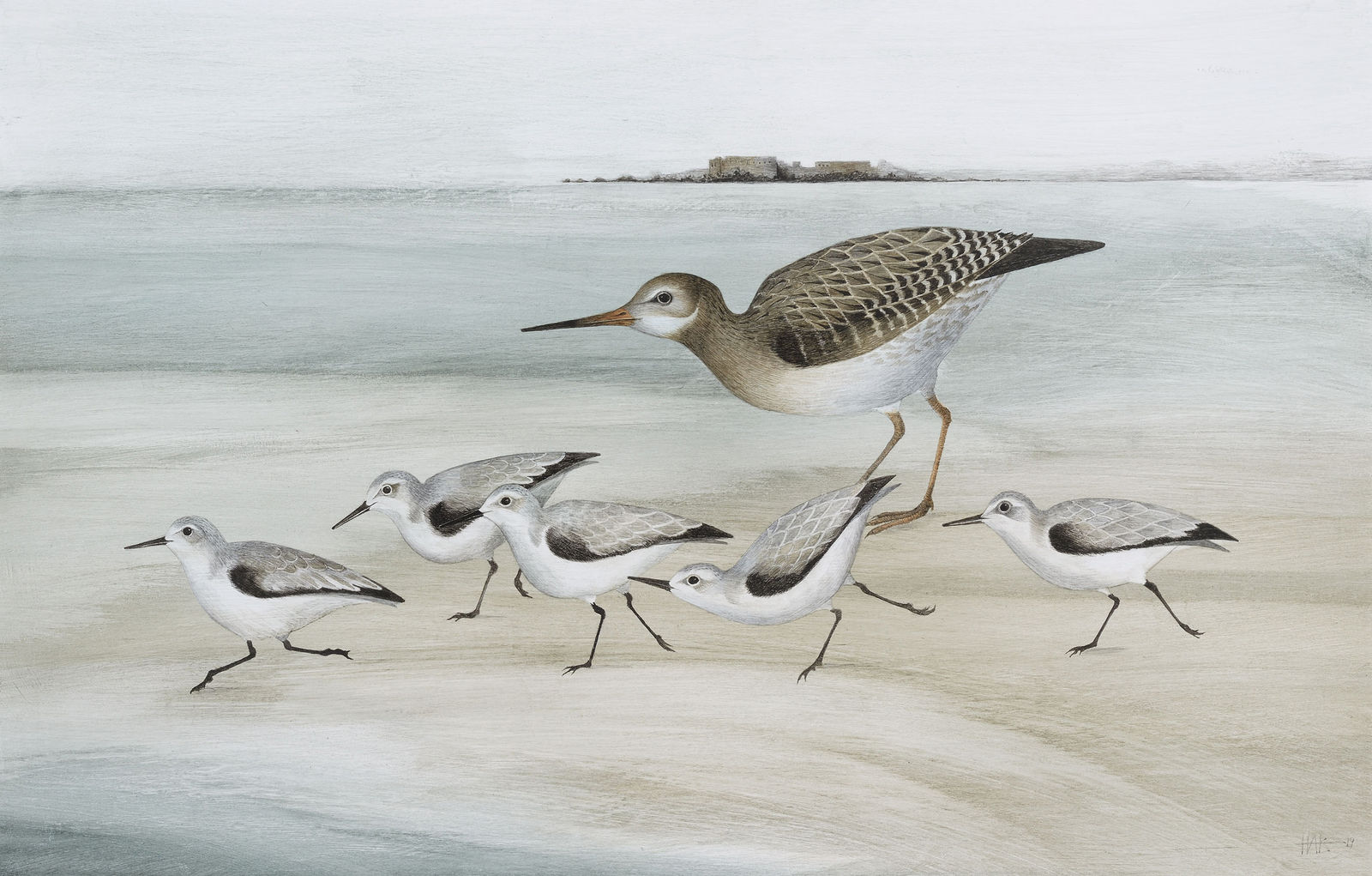Harriet Bane, Sanderling and Redshank