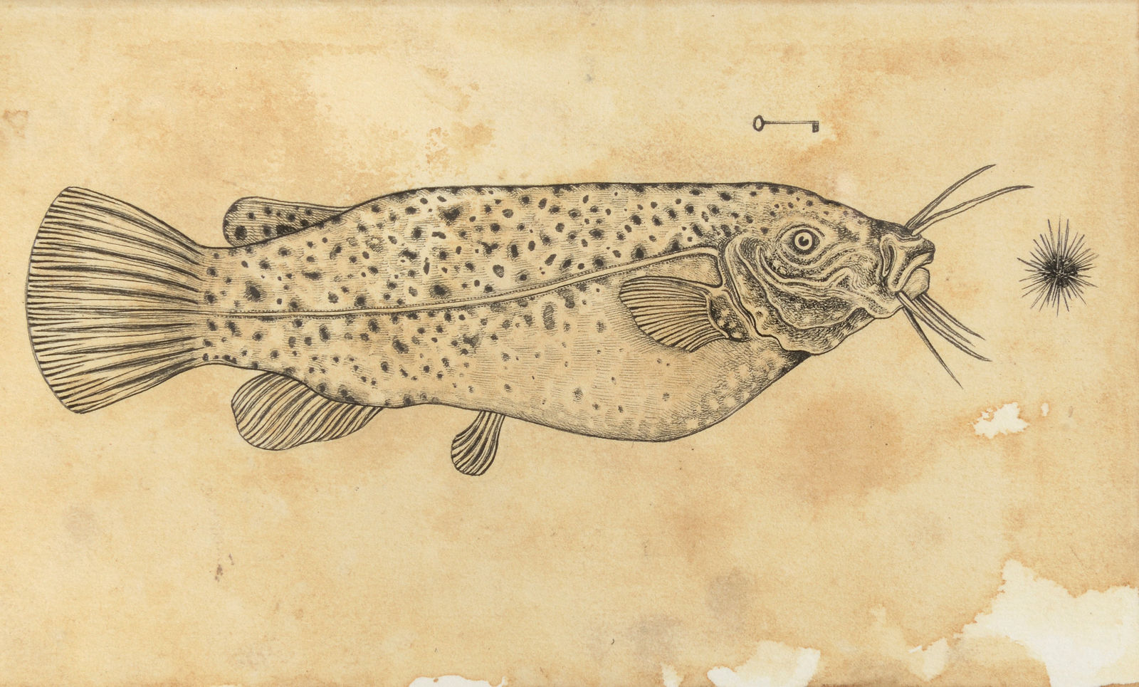 Andrea Collesano, Electrica, 2018