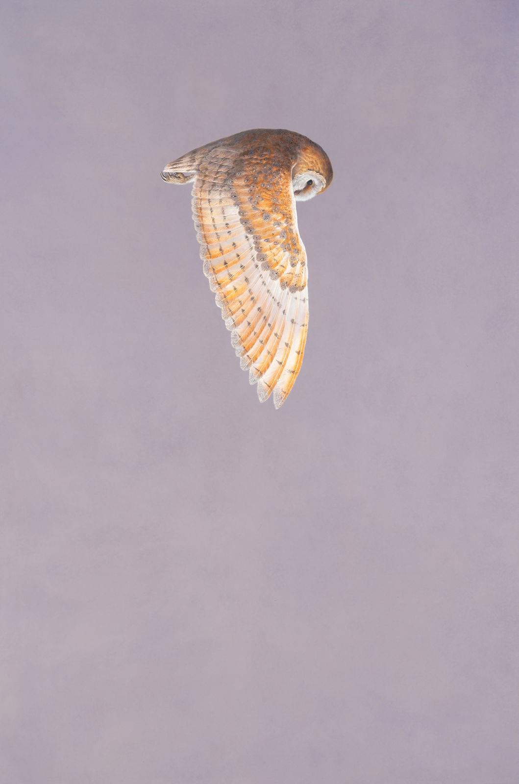 Tim Hayward, Quest - Lilac