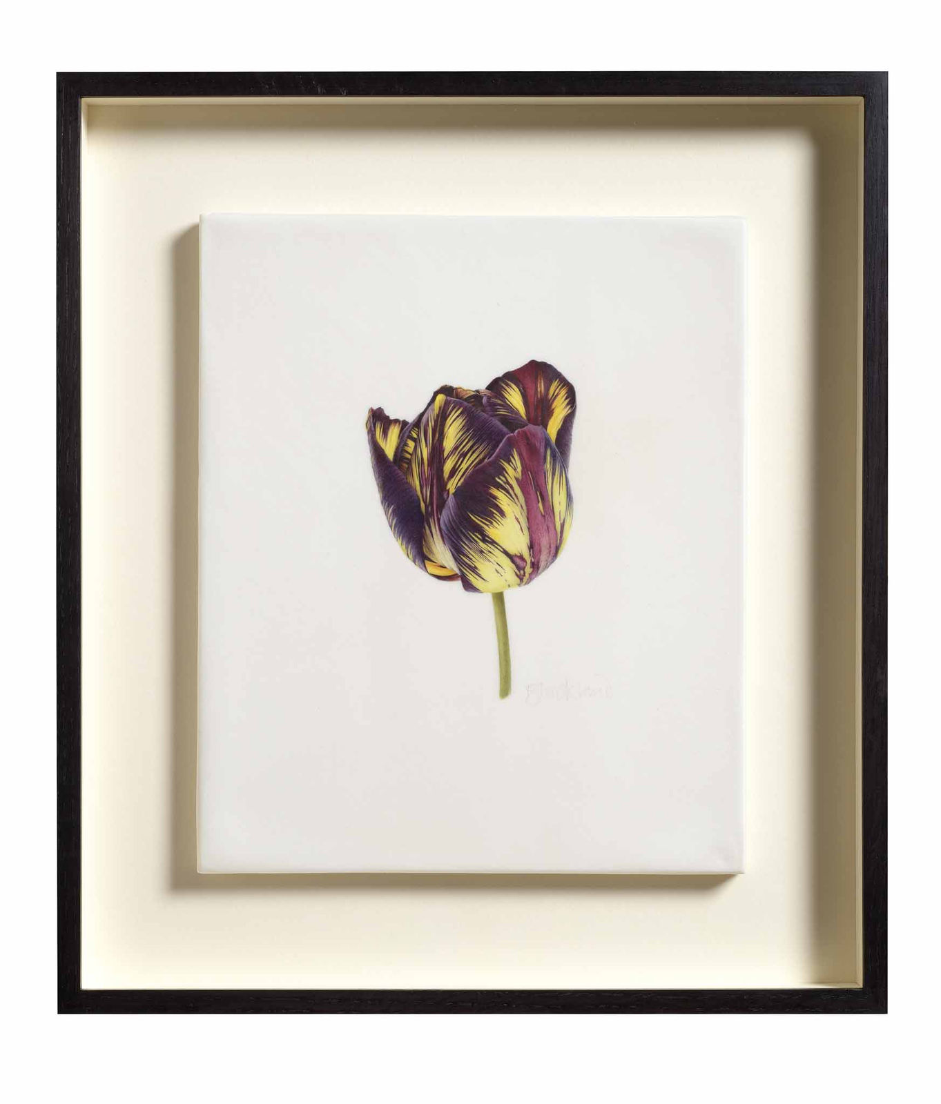 Fiona Strickland, Tulipa ‘Lord Stanley’ (English Florists' Tulip)