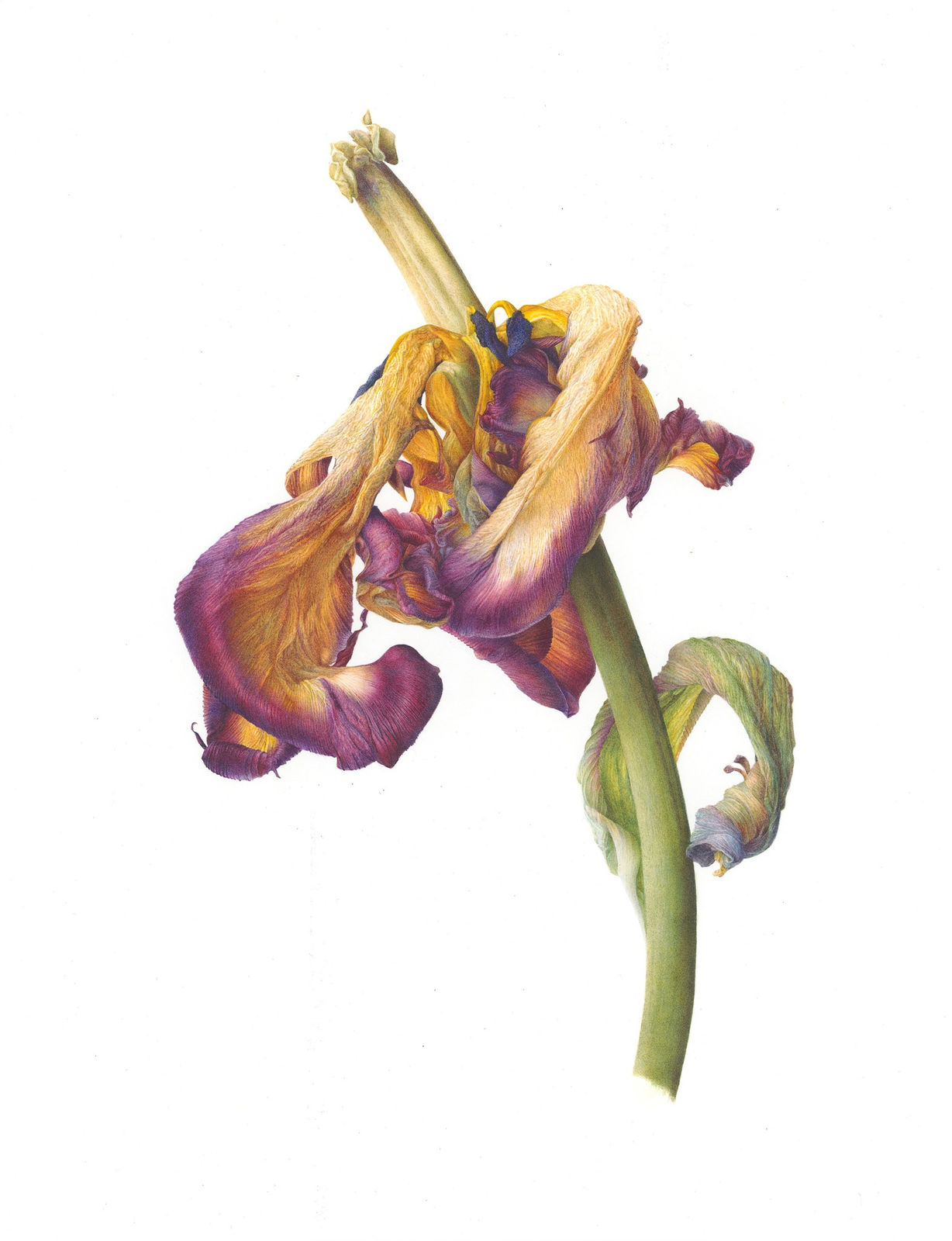 Fiona Strickland, Tulipa