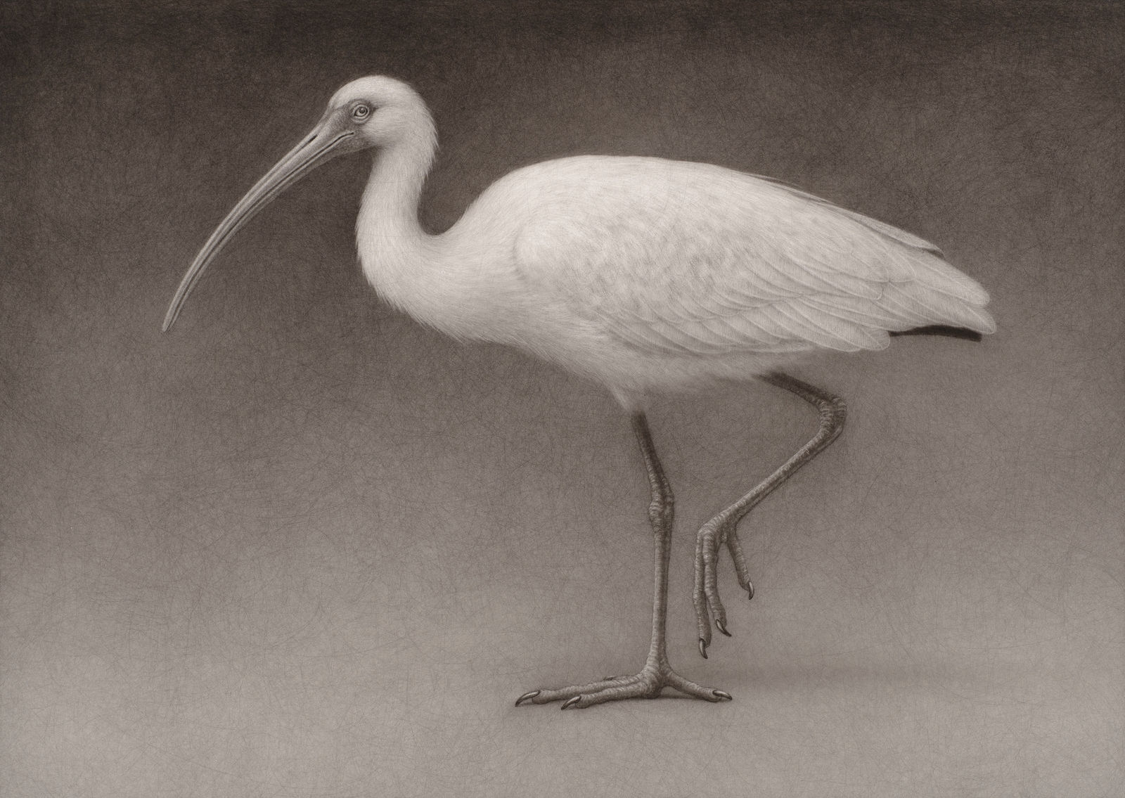 Lee Andre, White Ibis, 2022