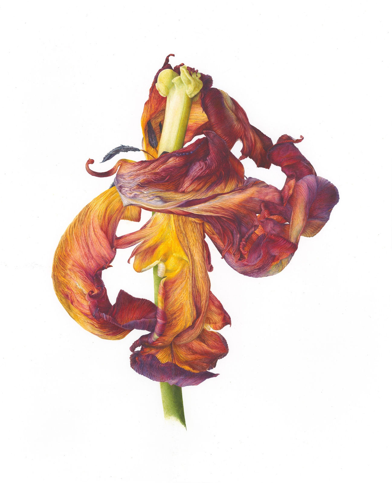 Fiona Strickland, Rococo (Tulipa ‘Rococo’)