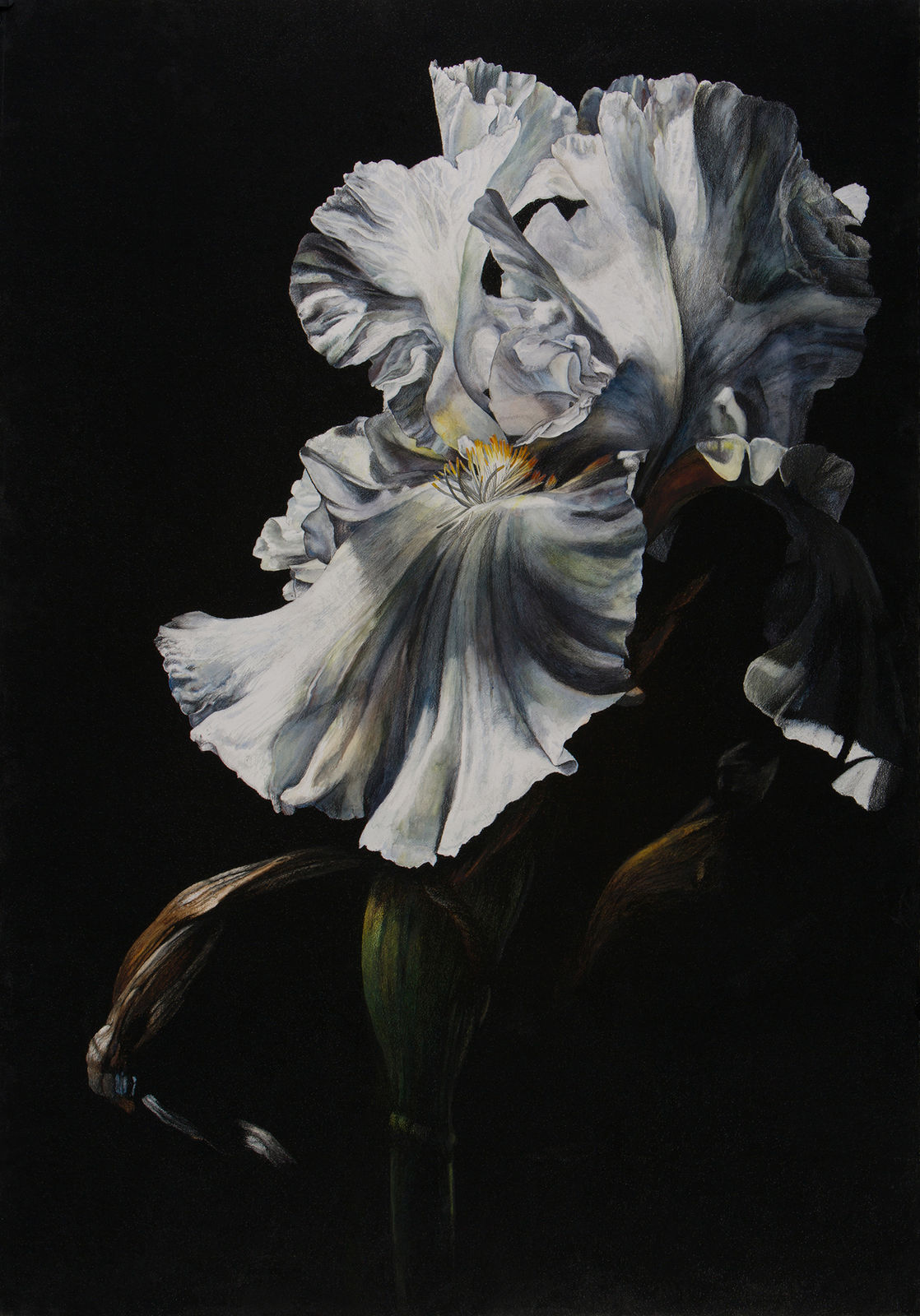 Rosie Sanders, Chiaroscuro II