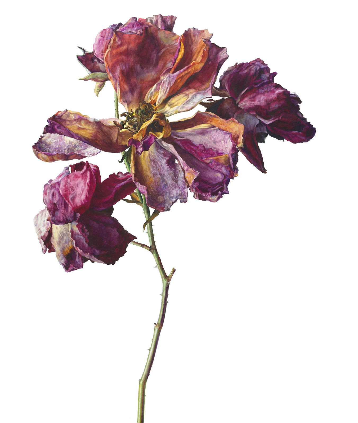 Rosie Sanders, Fire dance