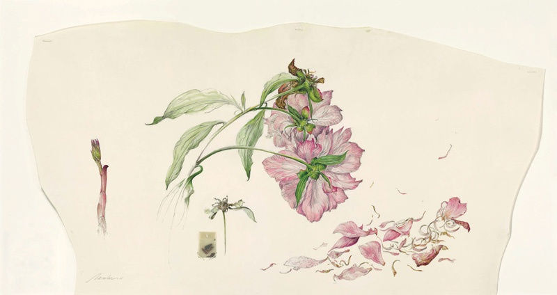 Kate Nessler, Peony