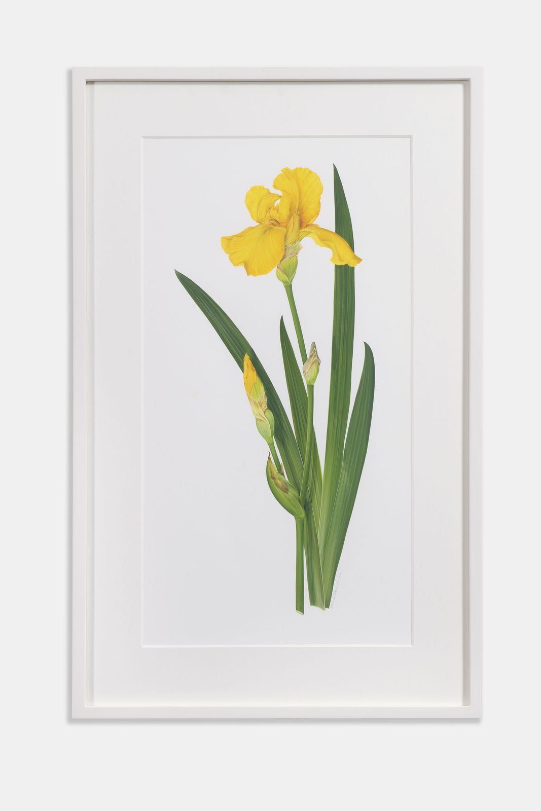 Kate Nessler, Bearded Iris Yellow