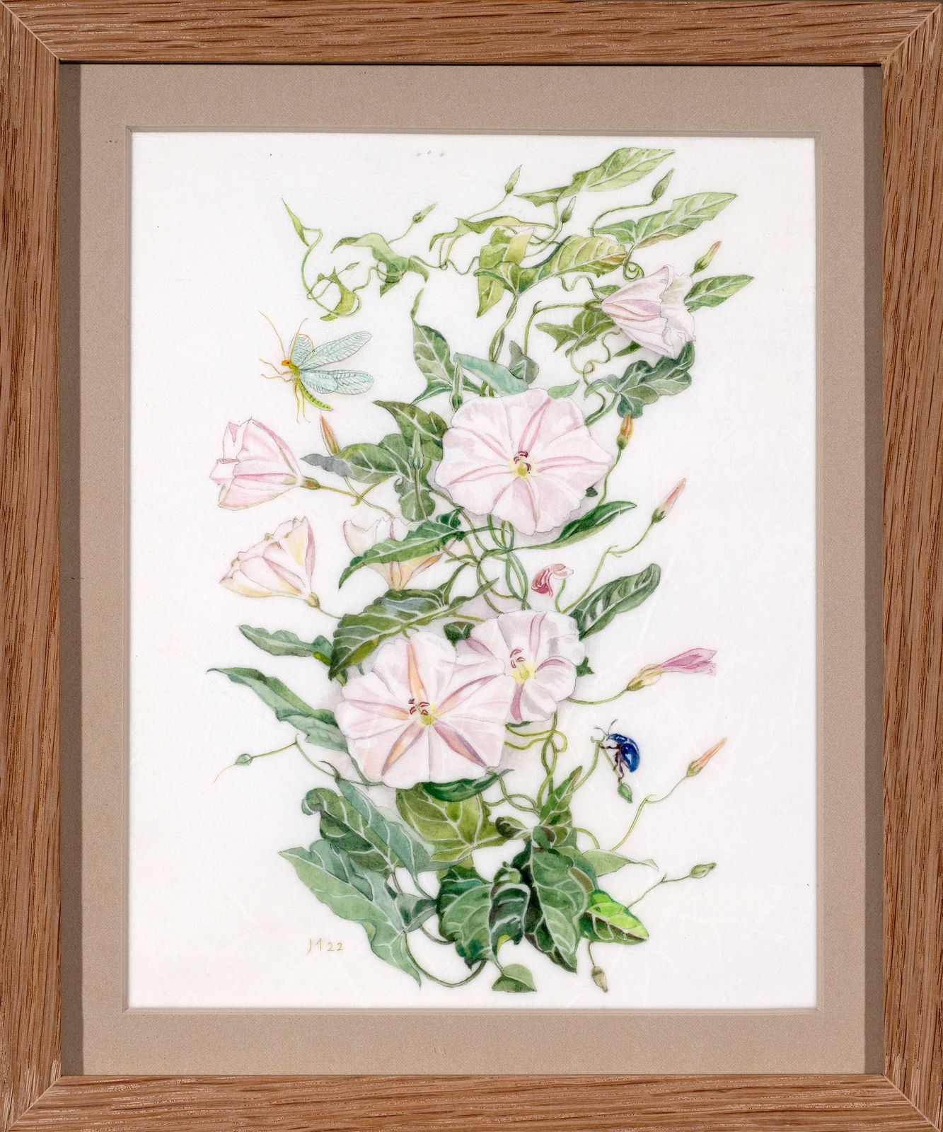 Janet Marsh, Field bindweed Convolvulus arvensis, 2022