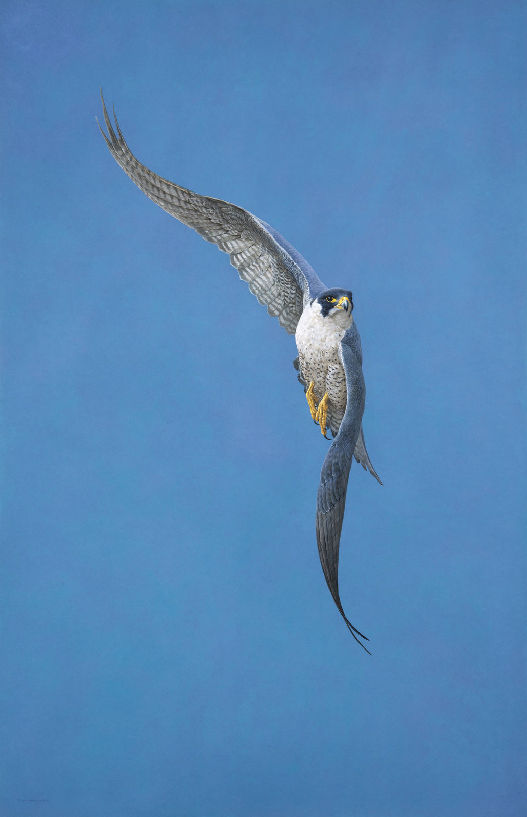 Tim Hayward, Soar - Blue