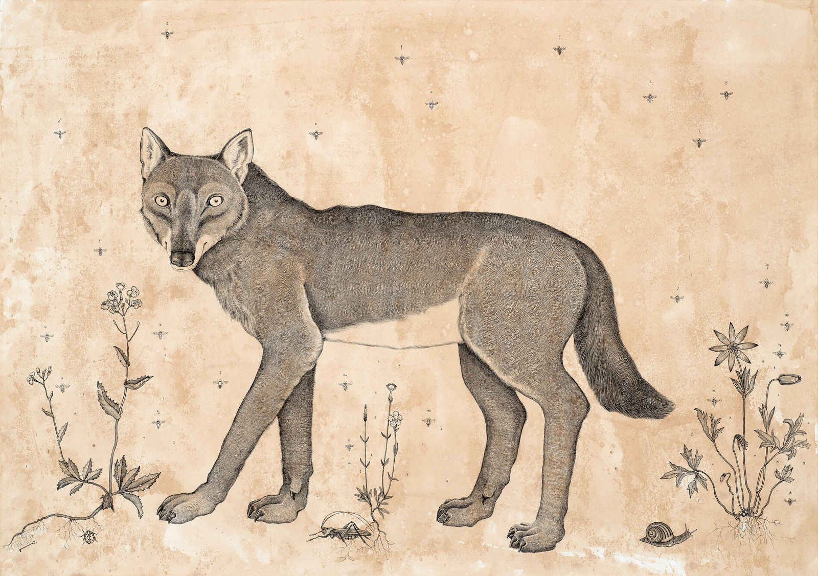 Andrea Collesano, DUX ANIMALIS, 2021