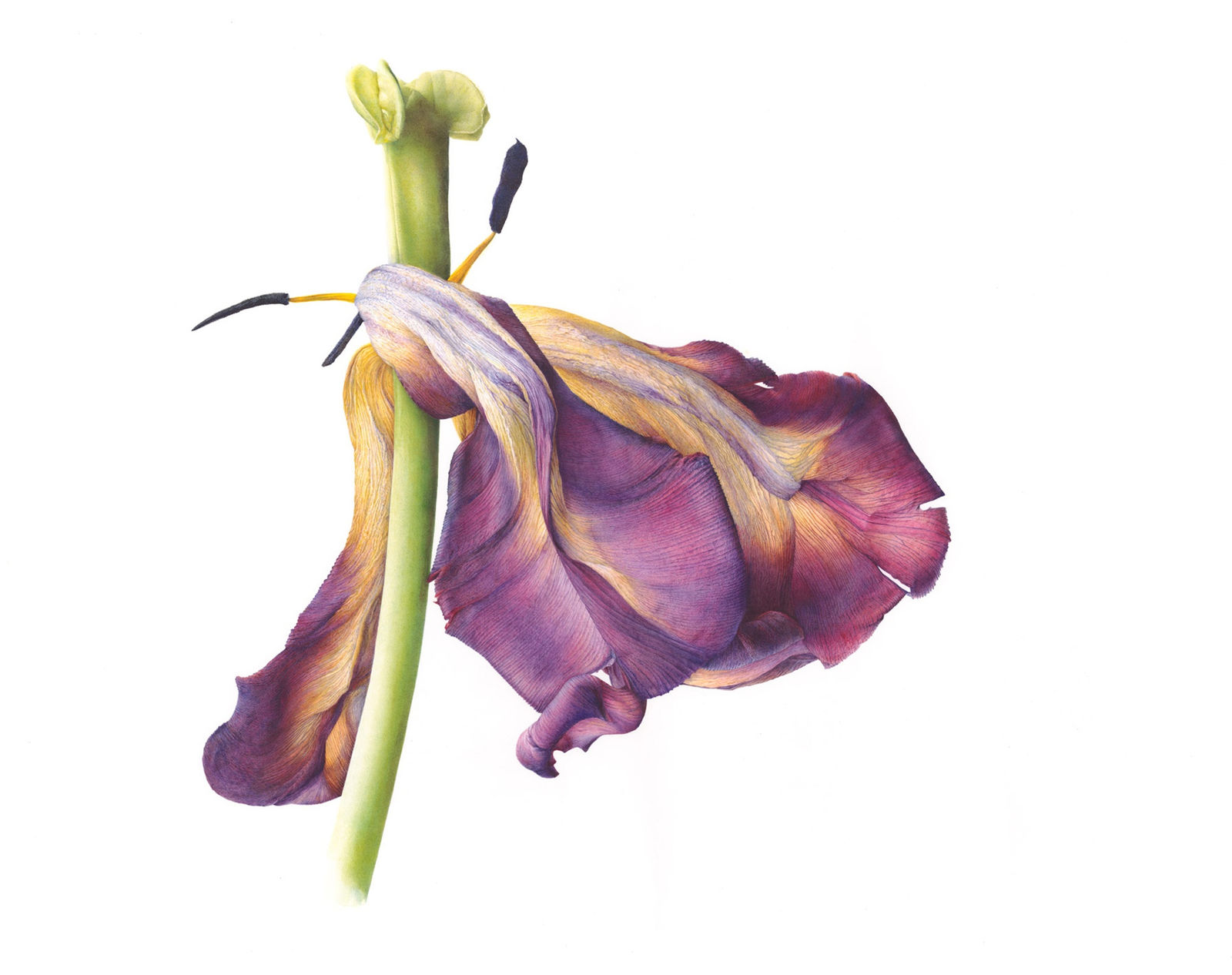 Fiona Strickland, The Vital Moment