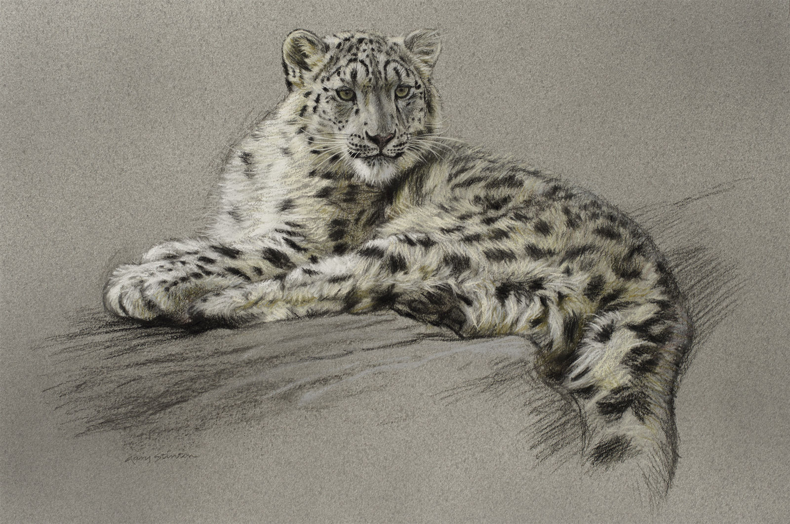 Gary Stinton, Study of Recumbent Snow Leopard Cub