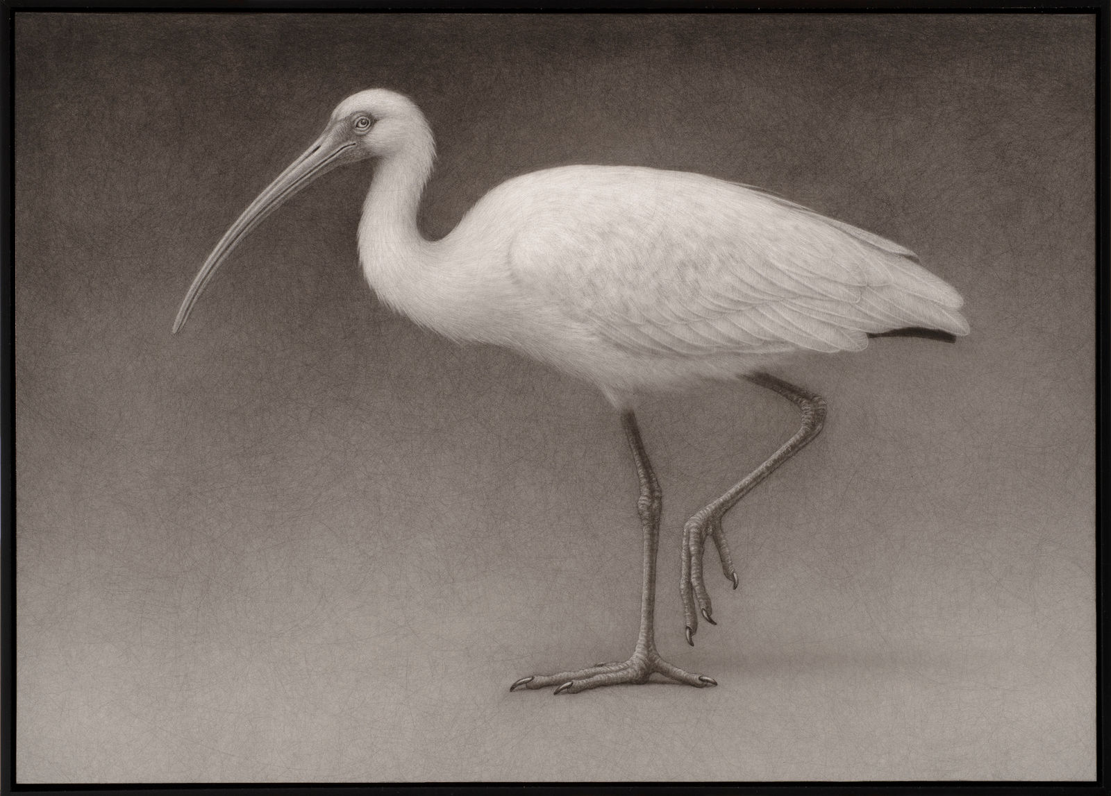 Lee Andre, White Ibis, 2022