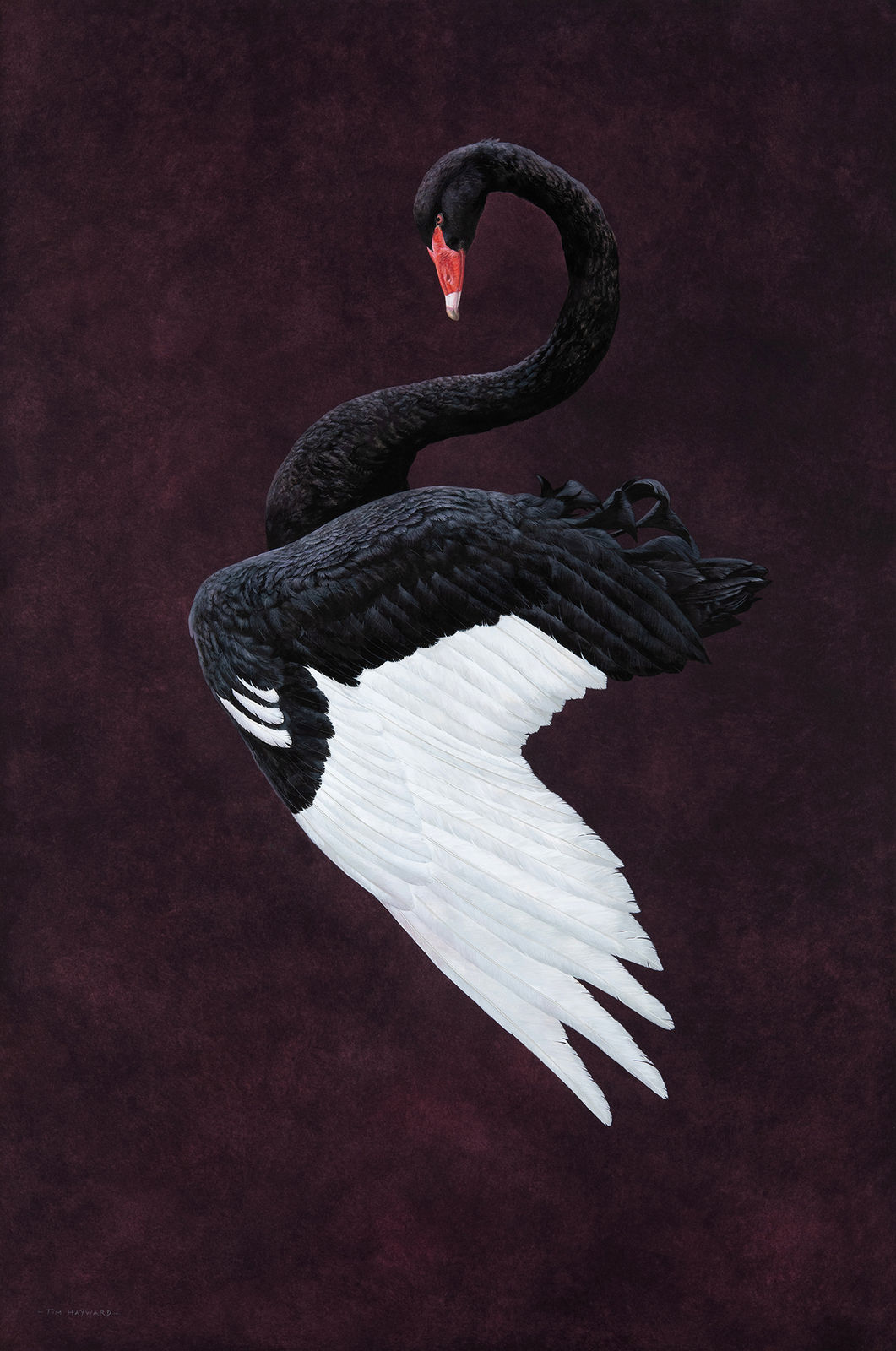 Tim Hayward, Black Swan - Aubergine, 2020