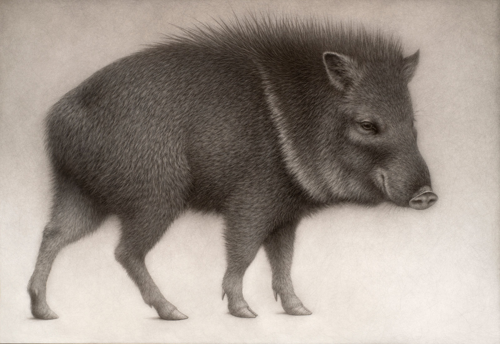 Lee Andre, Collared Peccary, 2022