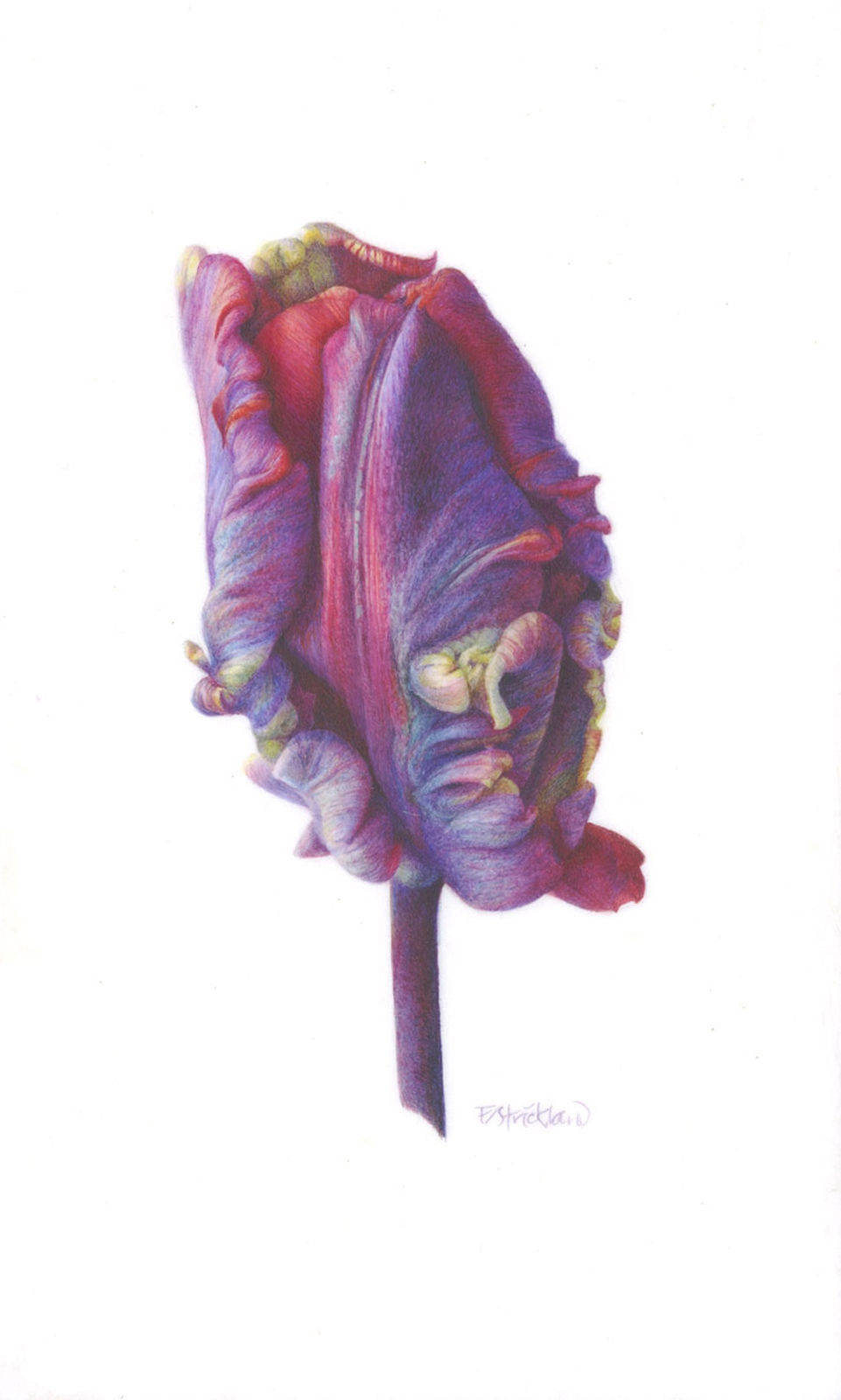 Fiona Strickland, Rococo Bud (Tulipa ‘Rococo’)