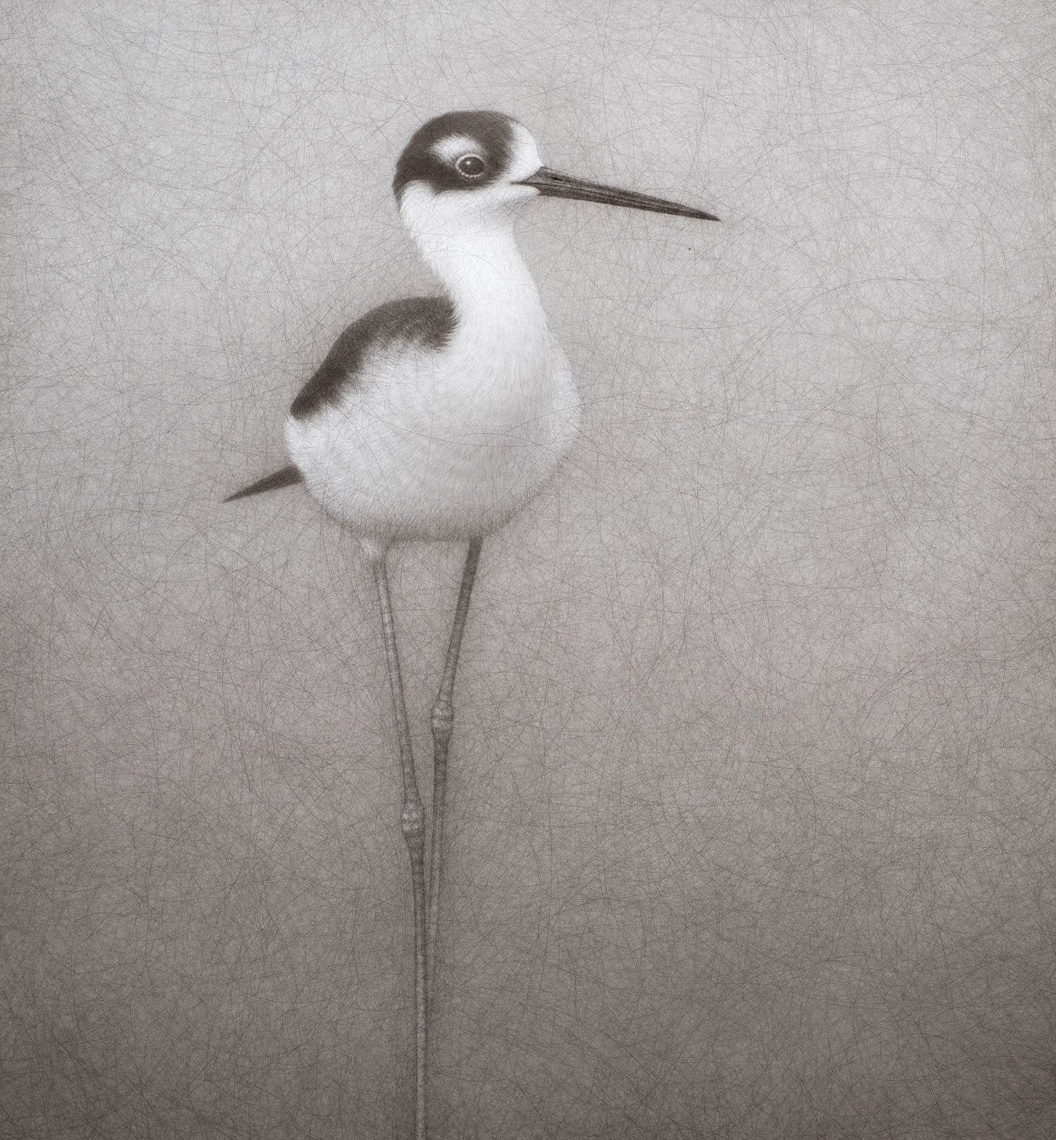Lee Andre, Black-Necked Stilt , 2024