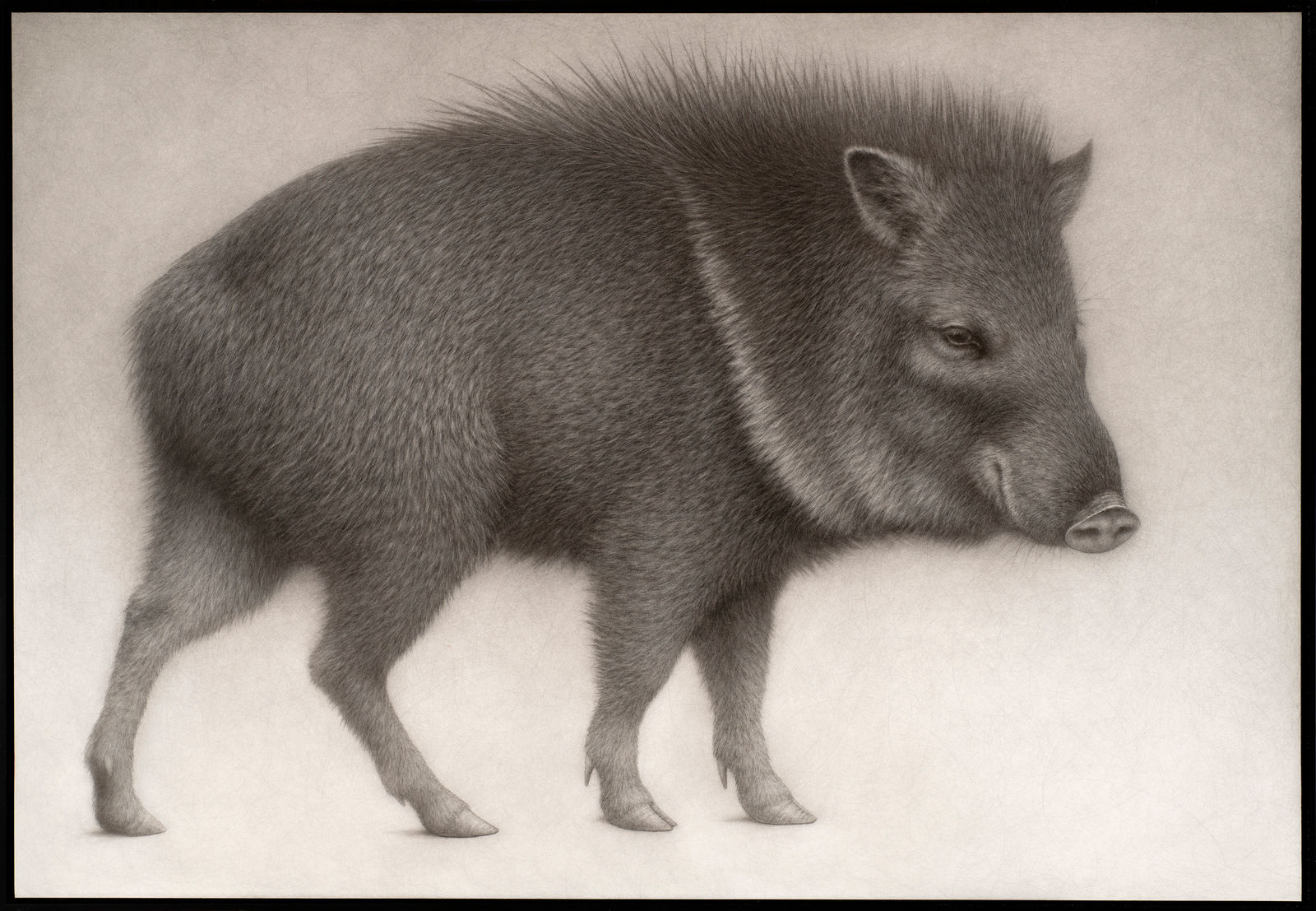Lee Andre, Collared Peccary, 2022