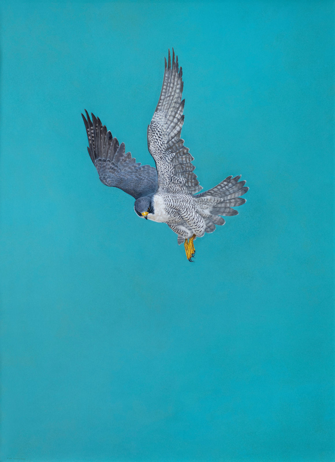 Tim Hayward, Peregrine Falcon - Blue, 2023