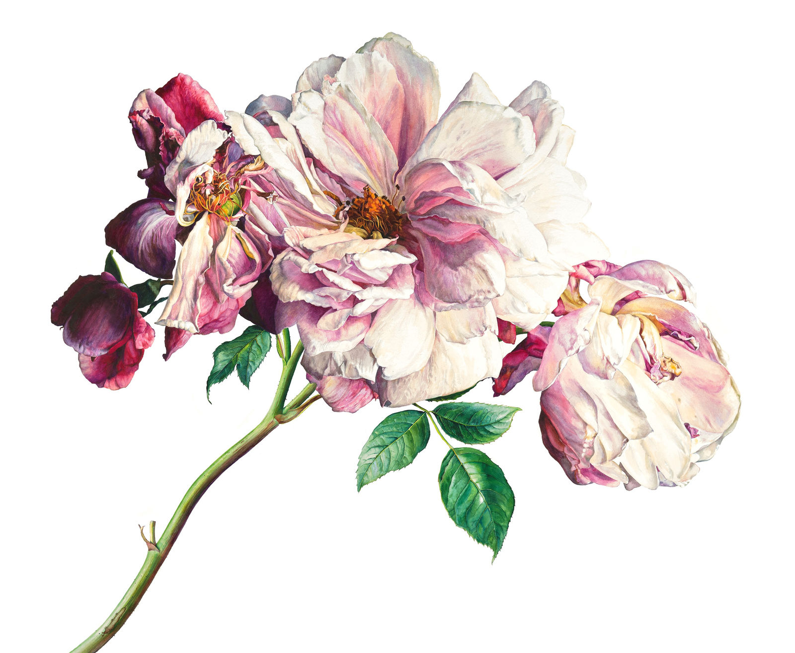 Rosie Sanders, Gentle Hermione