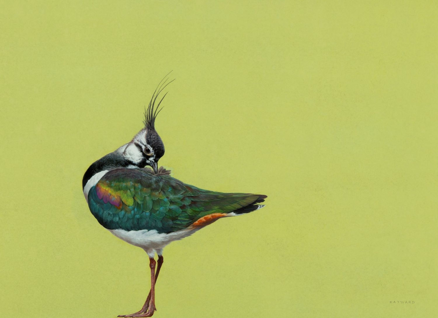 Tim Hayward, Lapwing, 2024