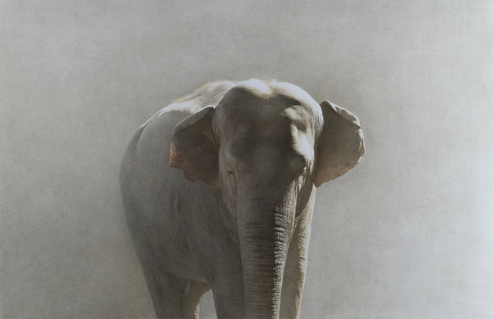 Marzio Tamer, Elephant, 2019