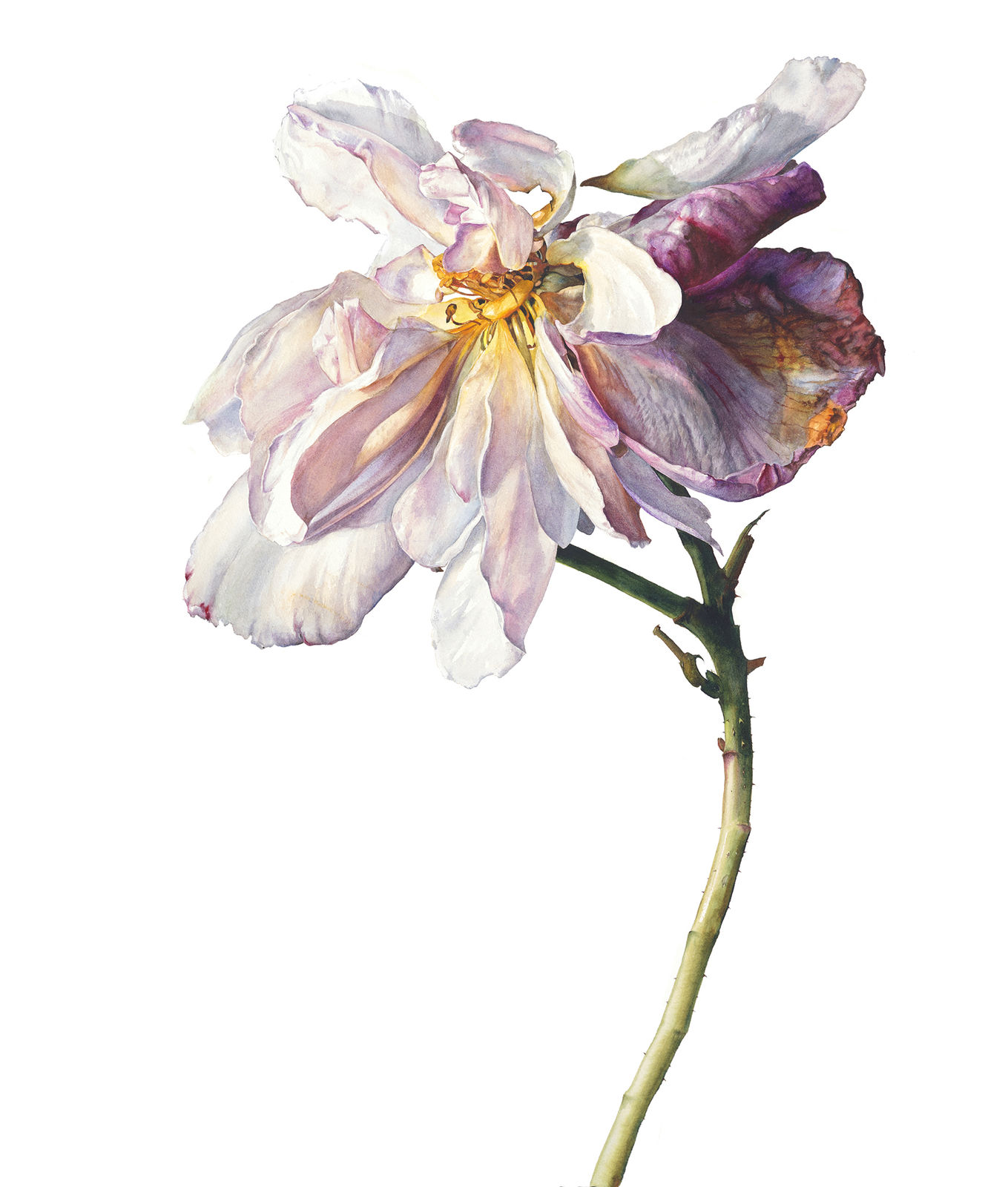 Rosie Sanders, Cheeks like to roses when they blow