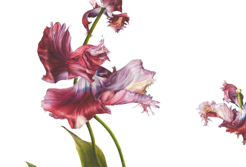 Fiona Strickland, Tulipa, 'Estella Rijnveld' II