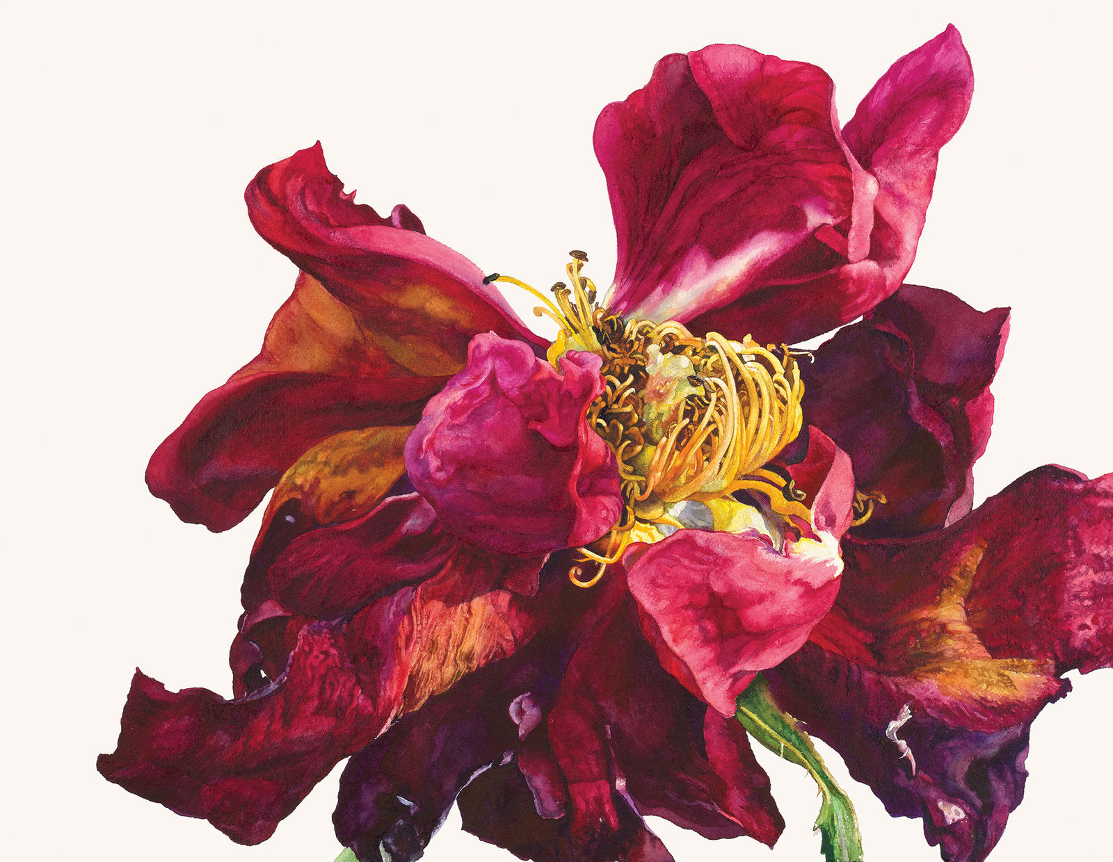 Rosie Sanders, Red sensation