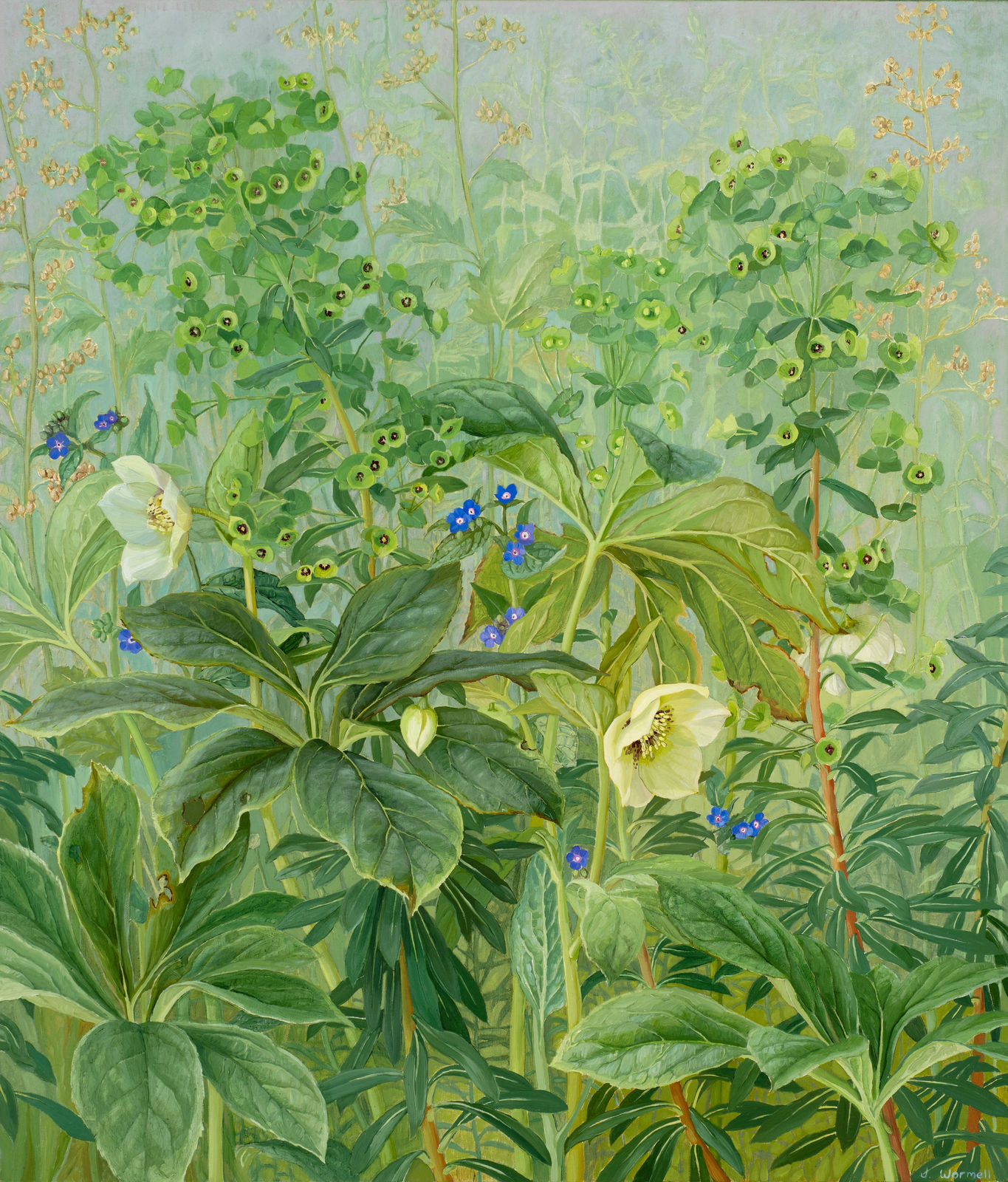 Jane Wormell, Hellebores, Euphorbia & Alkanets