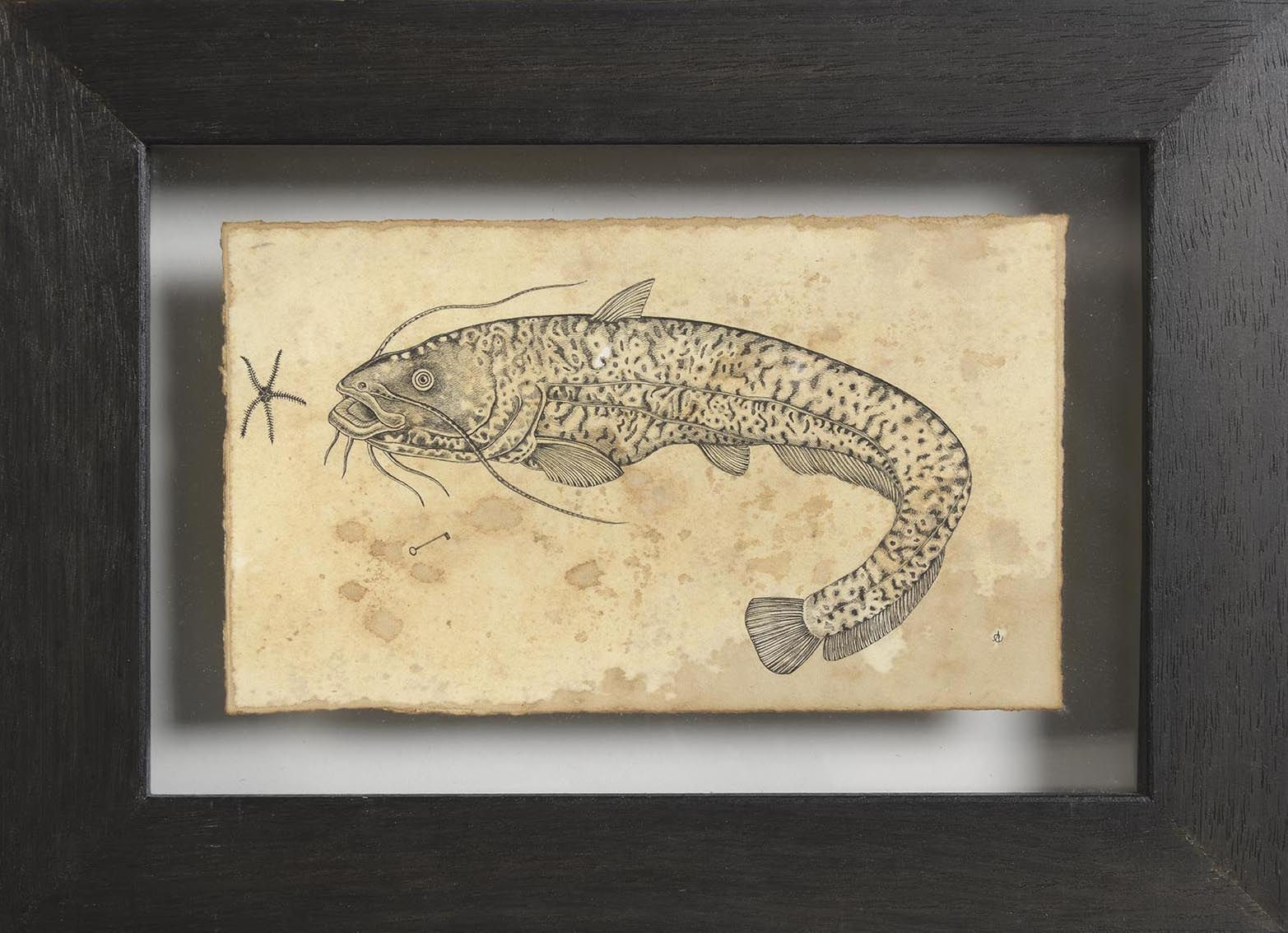 Andrea Collesano, Torpedo, 2018