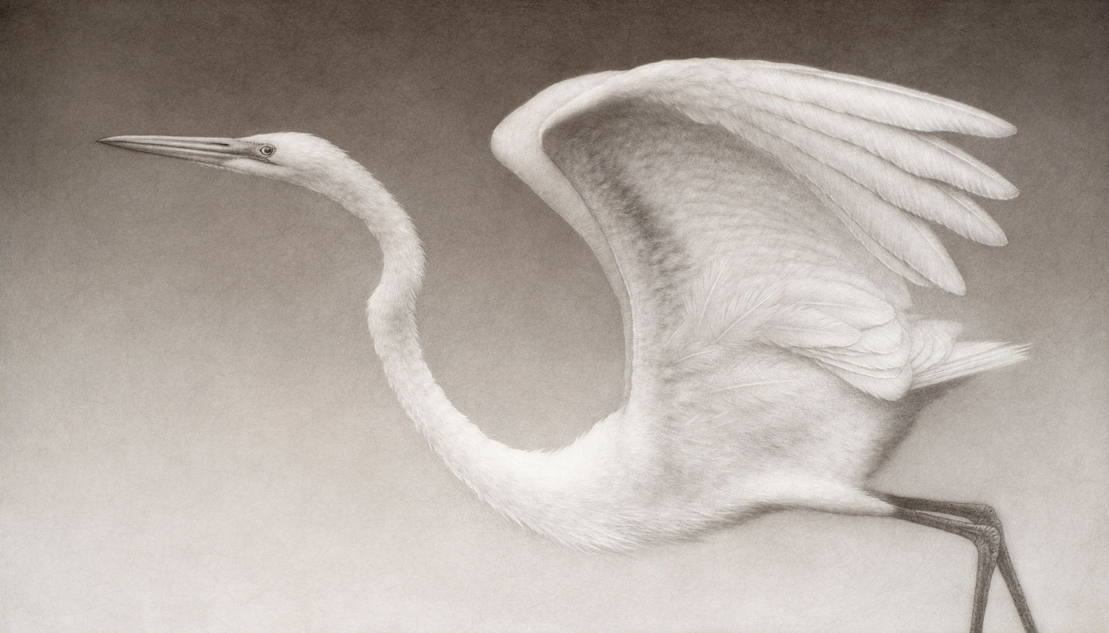 Lee Andre, Great Egret, 2023