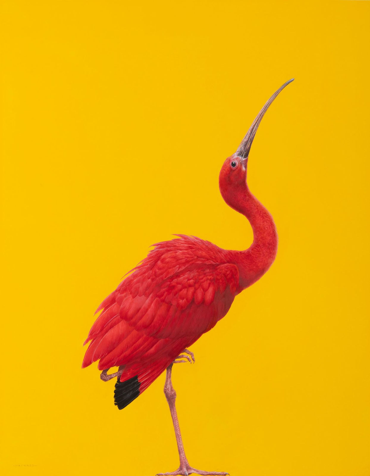 Tim Hayward, Scarlet Ibis, 2025