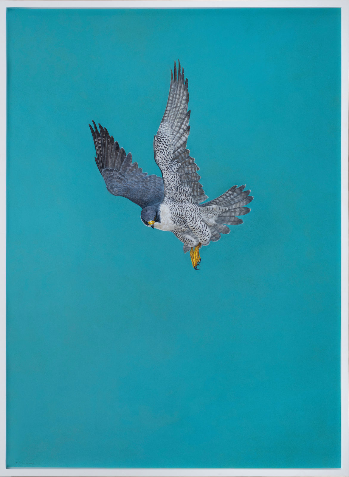 Tim Hayward, Peregrine Falcon - Blue, 2023