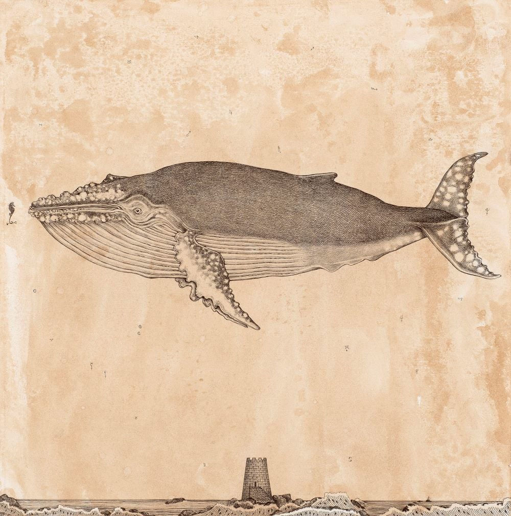 Andrea Collesano, MACROCEPHALUS (Whale), 2025