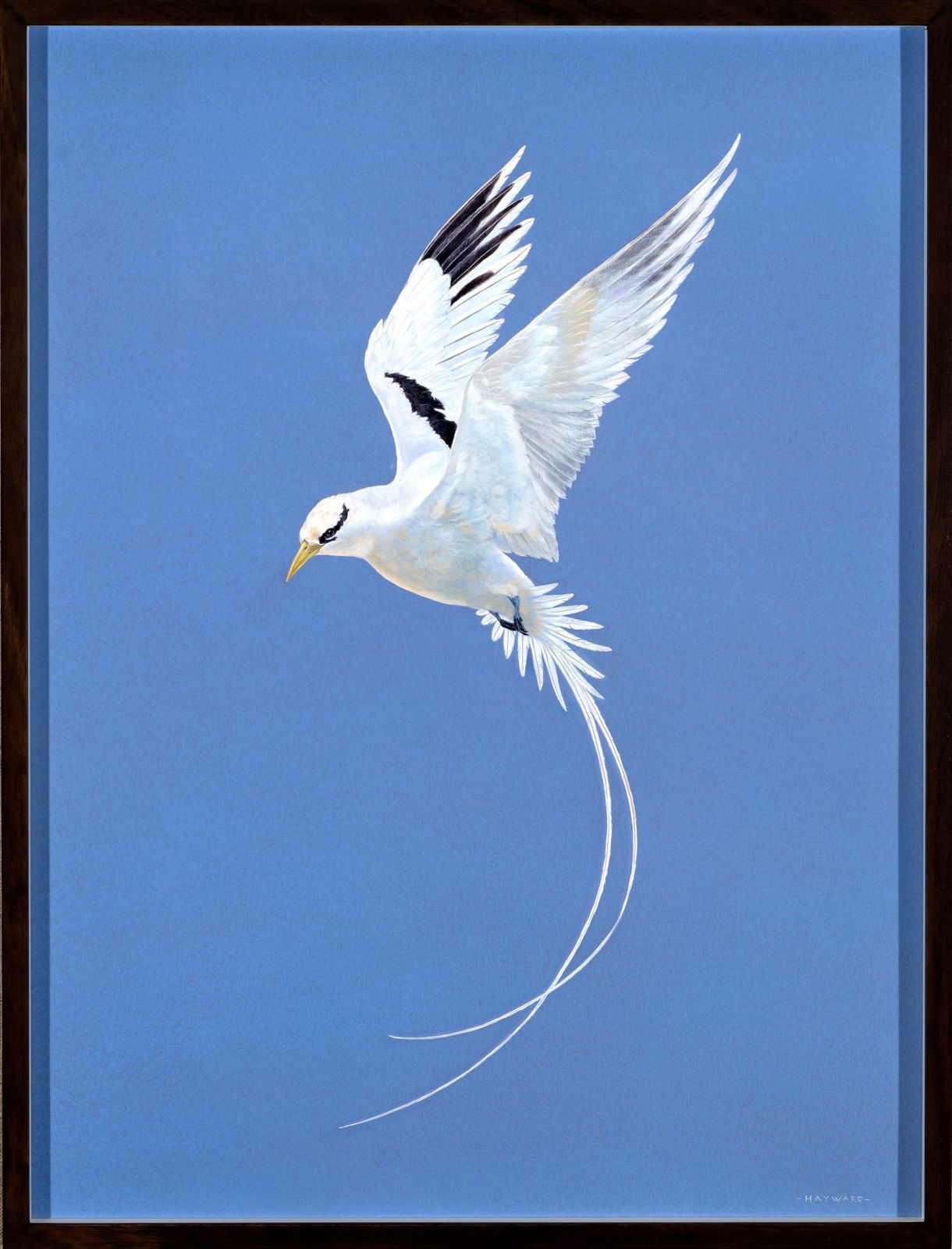 Tim Hayward, Tropic Bird , 2025