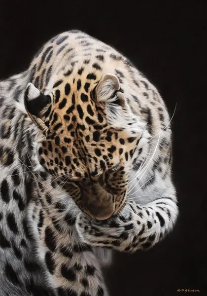 Gary Stinton, Amur Leopard Grooming