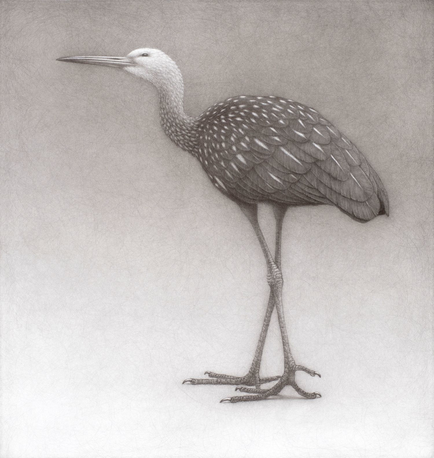 Lee Andre, Limpkin , 2024